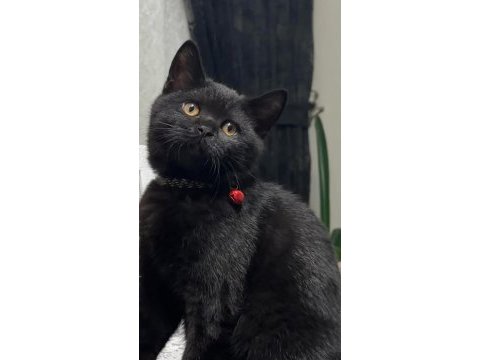 Black erkek kedimiz