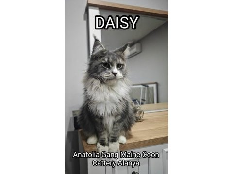 Şecereli maine coon yavrular alanya