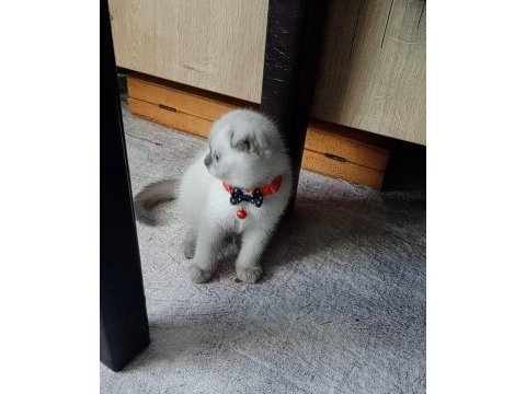 Boncuk gözlü yakışıklı scottish fold bebeğim