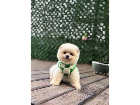 A kalite 1. sınıf pomeranian boo teddy bear