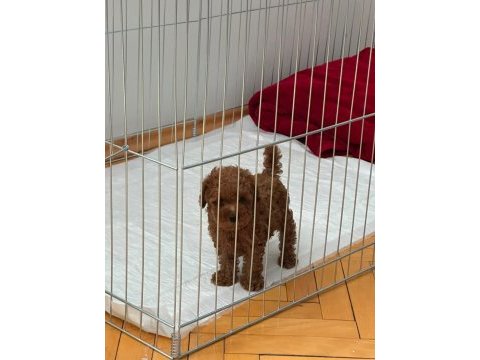 Üretim ruhsatlı evimizden wc eğitimli toy poodle