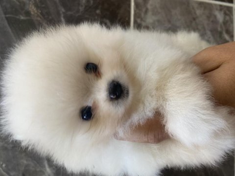 Orjinal ayı surat pomeranian boo yavrular