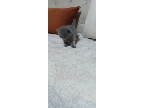British shorthair kedisi yavrular