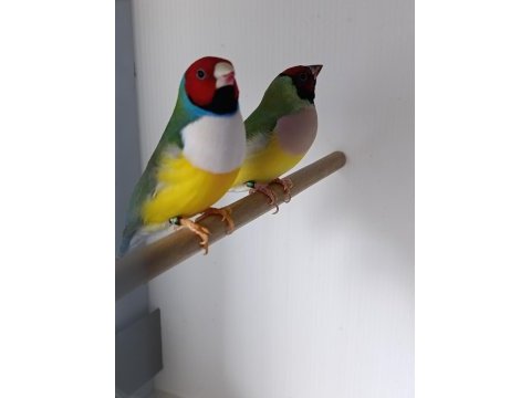 Goldian finch gökkuşağı ispinozu