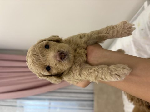 Yavru köpeklerimiz