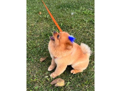 15 09 2022 doğumlu erkek pomeranian