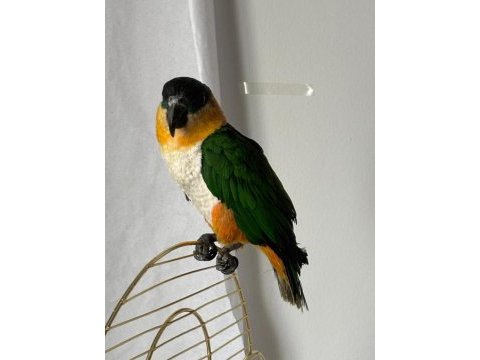 Caique papağanı (siyah başlı caique)
