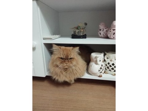 Chinchilla kedime eş arıyorum