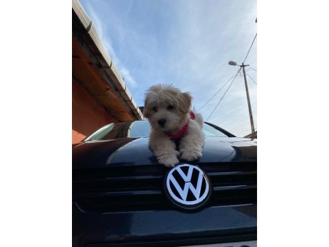 Sahibinden satılık 3 aylık maltipoo