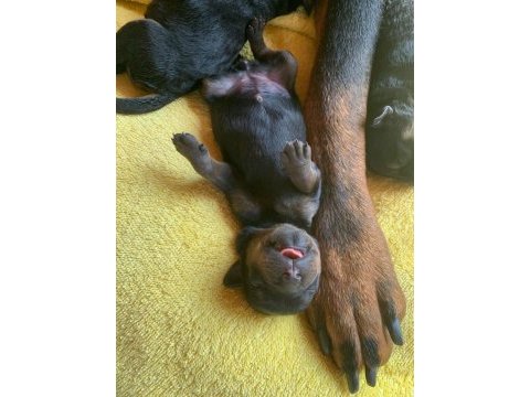 Koca kafa macar rottweiller yavrular