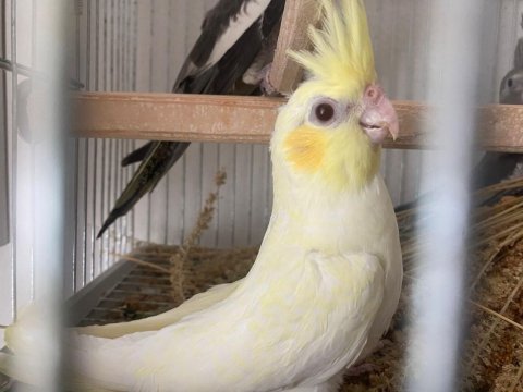 Yeni yeme düşmüş sultan papağanlarımız
