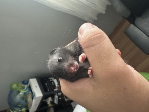 Yavru suriye hamsterları