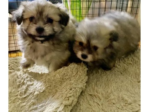 Pomeranian yavru köpekler