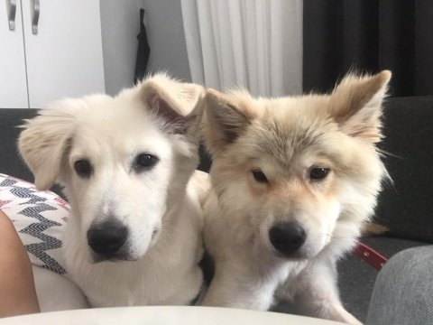 Acil 4 aylık köpeğimiz