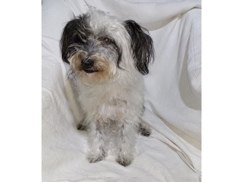Maltipoo (beyaz ve siyah)