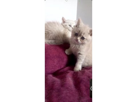 British shorthair dişi yavrular