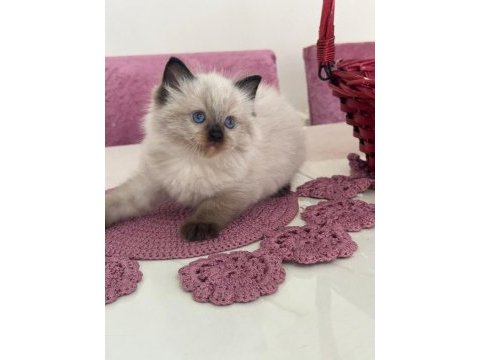 Safkan ragdoll bebekler