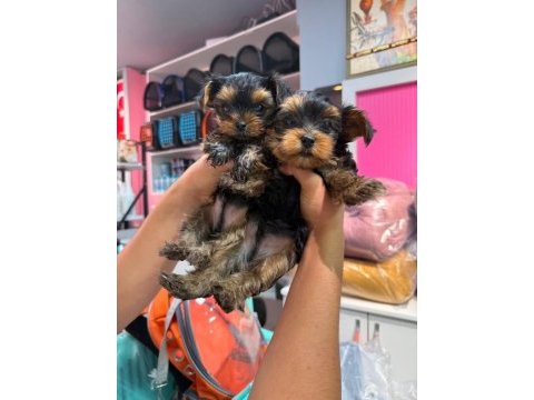 Bir dişi ve bir erkek teacup yorki bebekler