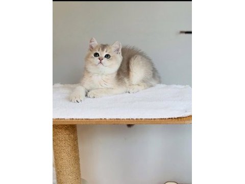 Safkan anne baba şecereli british shorthair ay11 kodunda