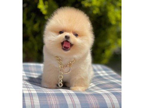 Safkan pomeranian boo bebekler