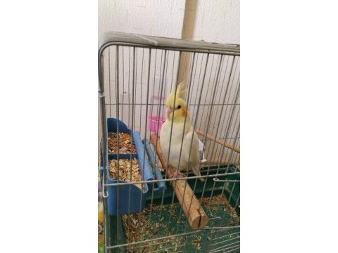 Lutino 8 aylık veteriner bakımlı sultan papağanı