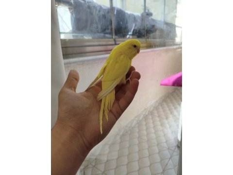 Acil satılık konuşma yatkın muhabbet kuşu