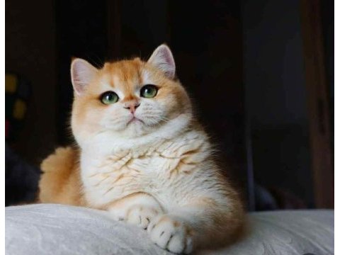 Golden british shorthair yavrular