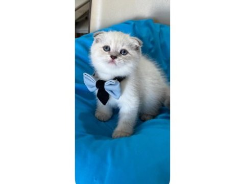 Scottish fold erkek yavrumuza yuva uyguna