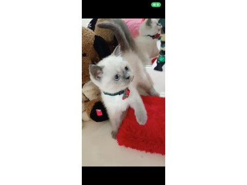 Dünya tatlısı scottish fold ve british yavrularım