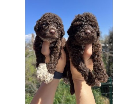 Mükemmel lagotto romagnolo yavrularımız