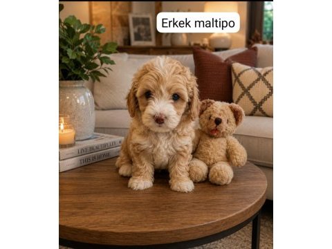 Maltipoo yavrular