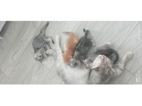 Scottish fold yavru