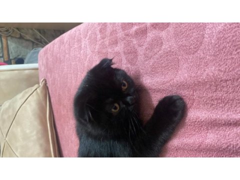 3 aylık scottish fold yavrularımız sahiplendirilecektir