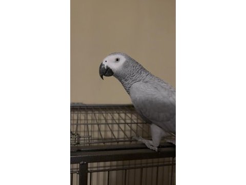 Çift full evcil yumurtlayan jako papağanları