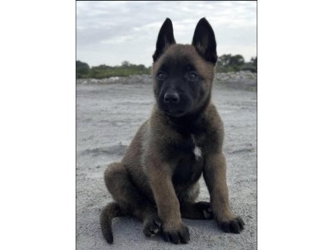 Belçika kurdu köpeğimiz