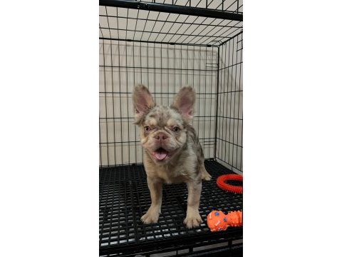 Özel renk nadir french bulldog yavrular