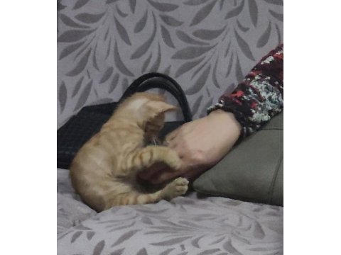 Bebek tekir kedimiz