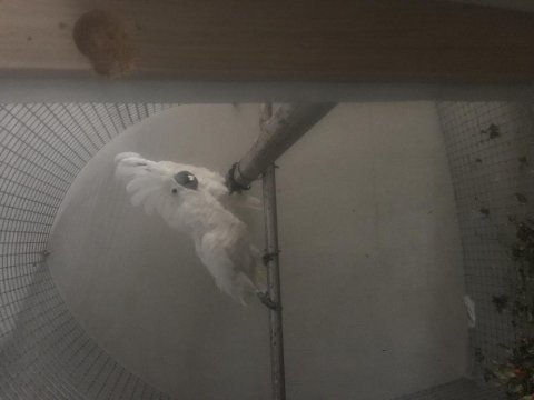 Kakadu umbrella çift dişi erkek