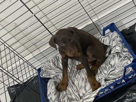 2 aylık doberman köpeği
