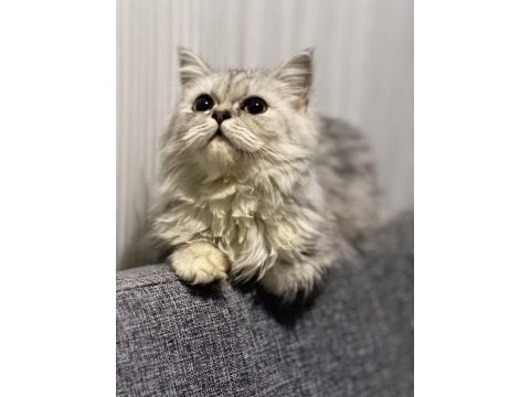 Silver point british longhair yavrularımız sahiplendirilecek