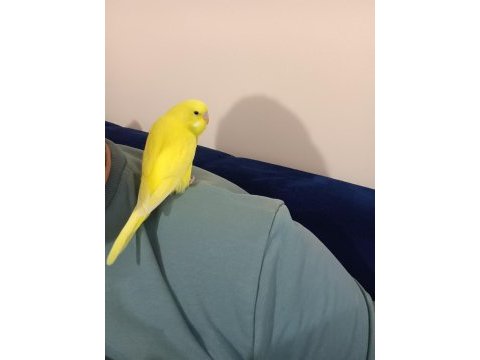 Yavru muhabbet kuşu