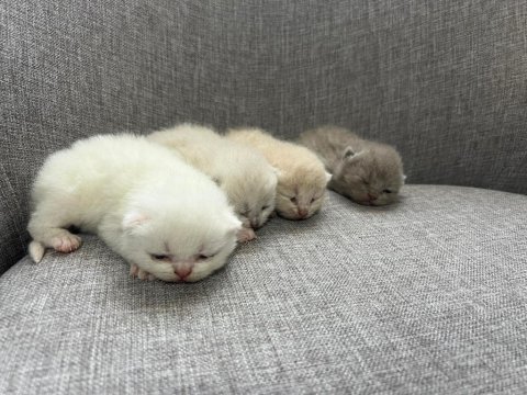 British shorthair yavrularım yuvalarını bekliyor
