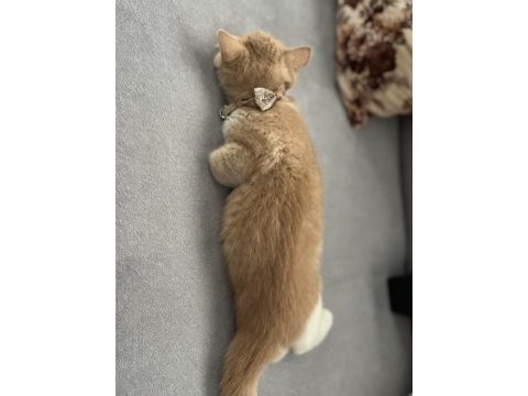 Kedimiz fındık ev arıyor