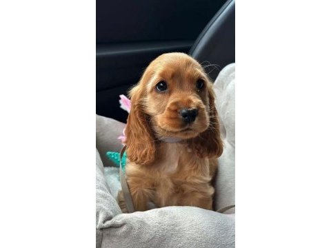 Amerikan cocker köpeklerimiz gelip görerek alabilirsiniz