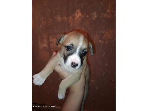 Corgi / jack russell