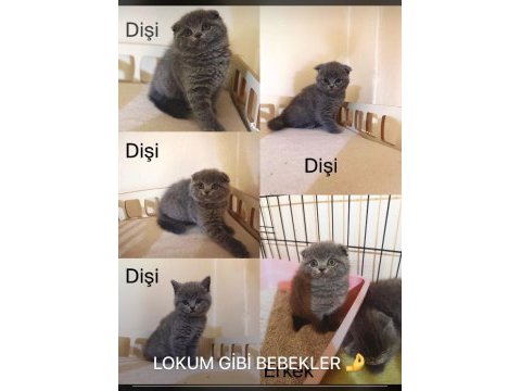Safkan british baba şecereli yavrularımız yeni ailesi arıyor