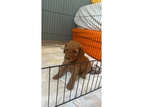 Kore kan poodle yavrular