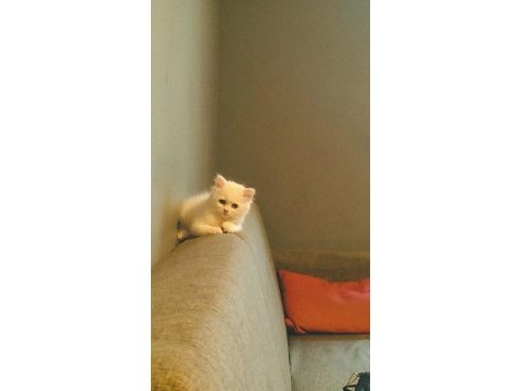 British longhair toplu ve ya tekli