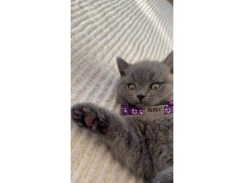 2 aylık yavru british shorthair