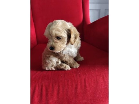 Orjinal maltipoo yavrular